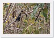 06SopaNgorongoro - 11 * Pin-tailed Whydah.